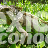 ECOTURISMO, LA VENTANILLA, OAXACA, OAXAQUEÑO, COCODRILO, TORTUGA, REPTILES, CRIADEROS, RESERVA, MANGLAR, BIODIVERSIDAD, HÁBITAT NATURAL, LAGUNA, RÍO TONAMECA, MANGLE ROJO, MANGLE BLANCO, COOPERATIVA DE LA VENTANILLA, PROTECCIÓN DEL ECOSISTEMA, IGUANA, NATURALEZA