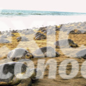 TORTUGAS MARINAS, PLAYA, IXTAPILLA, MICHOACÁN, OCEANO PACIFICO, PACIFICO MEXICANO, TURISMO, NIDO, HUEVOS DE TORTUGA, DESOVACIÓN, ANIMALES EN PELIGRO DE EXTINCIÓN, PLAYAS MEXICANAS